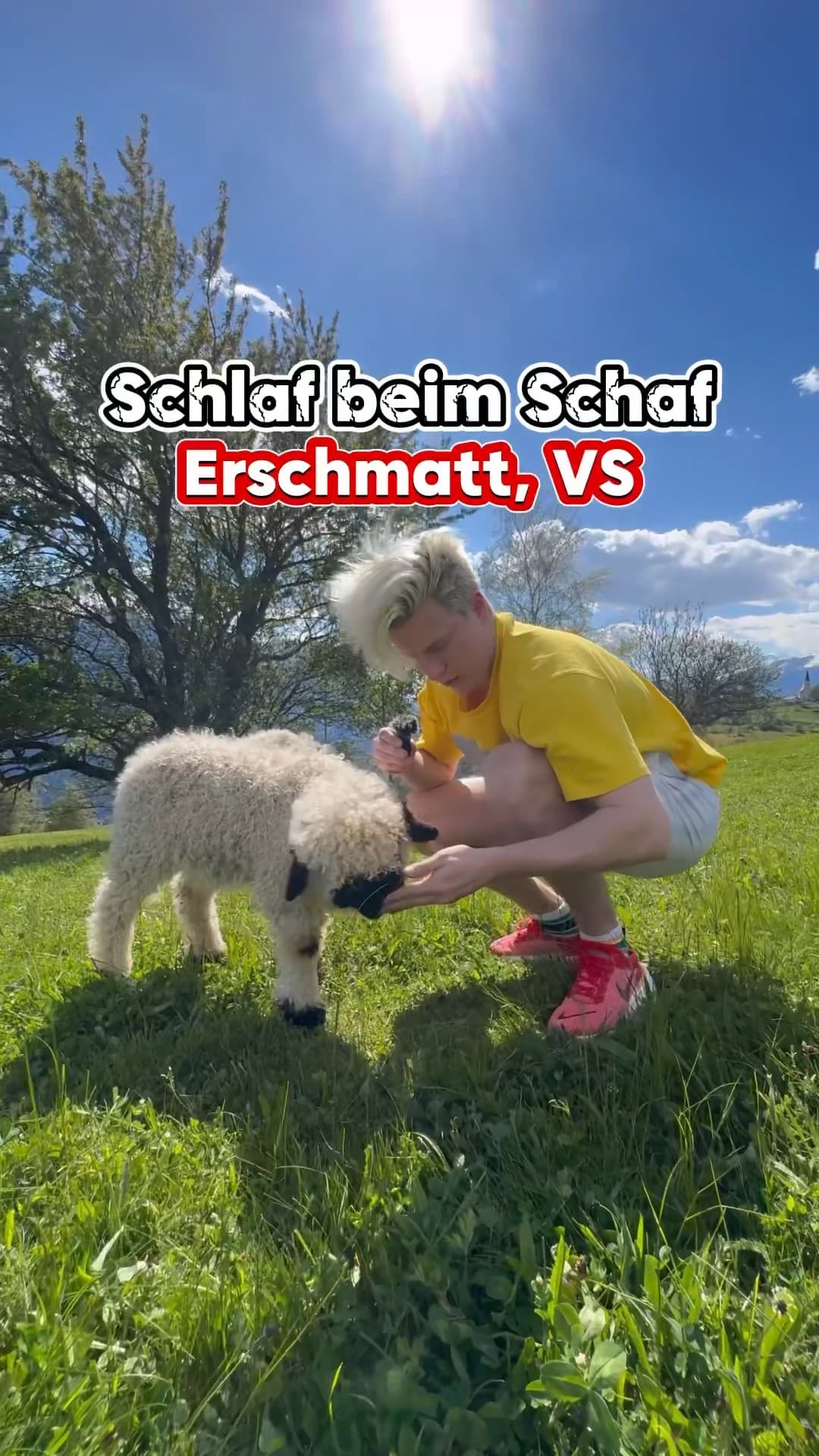 Schlafen im Schaf